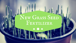Fertilizer to use on New Grass Seed | Peak Yard