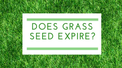 does grass seed expire