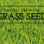Fastest Growing Grass Seed