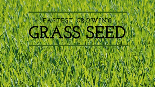Fastest Growing Grass Seed