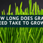 How Long does grass Seed take to grow