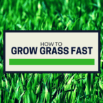 How to grow grass fast