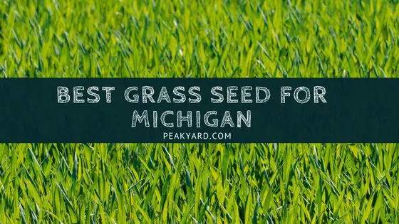 best-grass-seed-for-michigan-yards-peak-yard