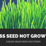 Grass Seed Not Growing?