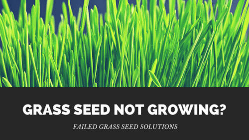 Grass Seed Not Growing?