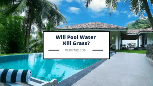 Does pool water kill grass