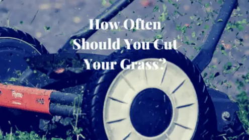 how often should you mow grass