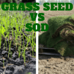 Grass Seed vs Sod: What the Difference?