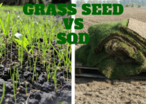 What is the Fastest Growing Grass Seed? | Peak Yard