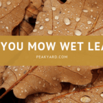how to mow wet leaves
