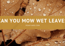 What is the Fastest Growing Grass Seed? | Peak Yard