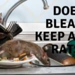Deter Rats with Bleach