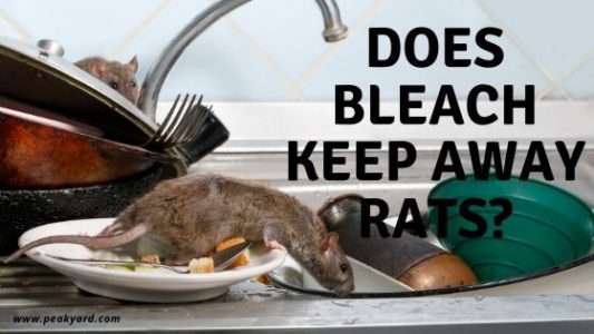 Does bleach keep rats away