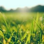 Lime on Grass
