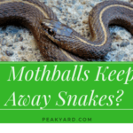 Mothballs keep away snakes?