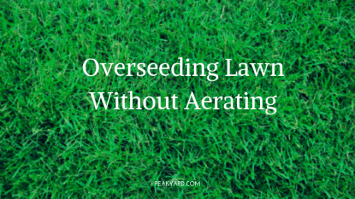 Overseed grass without aerating