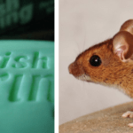Irish Spring Mouse Repellent