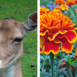 Deer Eat Marigolds