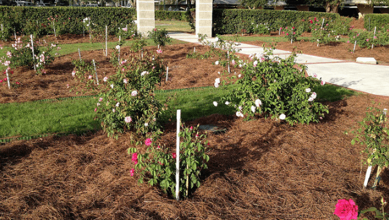 Mulching with Pine Straw