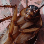 bleach kills roach