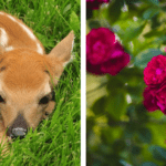 will Deer eat Roses