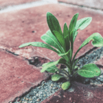 Best Patio Weed Killers