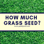 How Much Grass Seed Do You Need