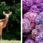 Do Deer Eat Hydrangeas?