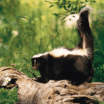 Do Skunks Climb?