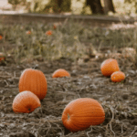Deer eat pumpkins