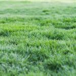 Lawn Renovation