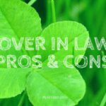 Is Clover in the Lawn Good or Bad?