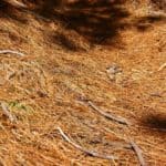 Best Rakes for Pine Needles