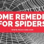 HOME REMEDIES FOR SPIDERS