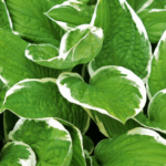 Deer eat hostas