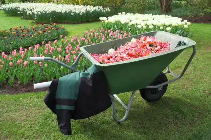 garden wheelbarrow