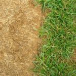 how to kill grass