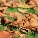Mower Height for Leaves