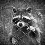 Can Raccoons Climb Fences?