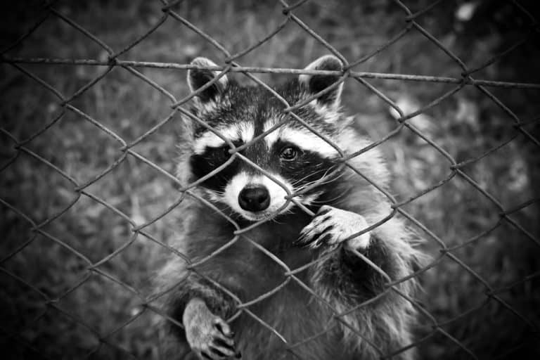 Can Raccoons Climb Fences? Peak Yard
