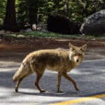 Coyote During Day