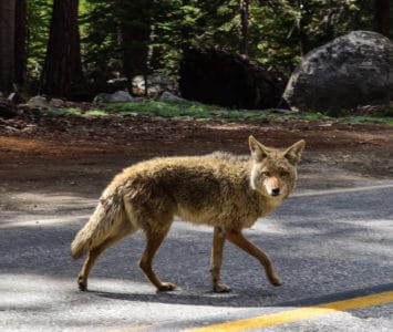 Do coyotes come out during the day? - Peak Yard