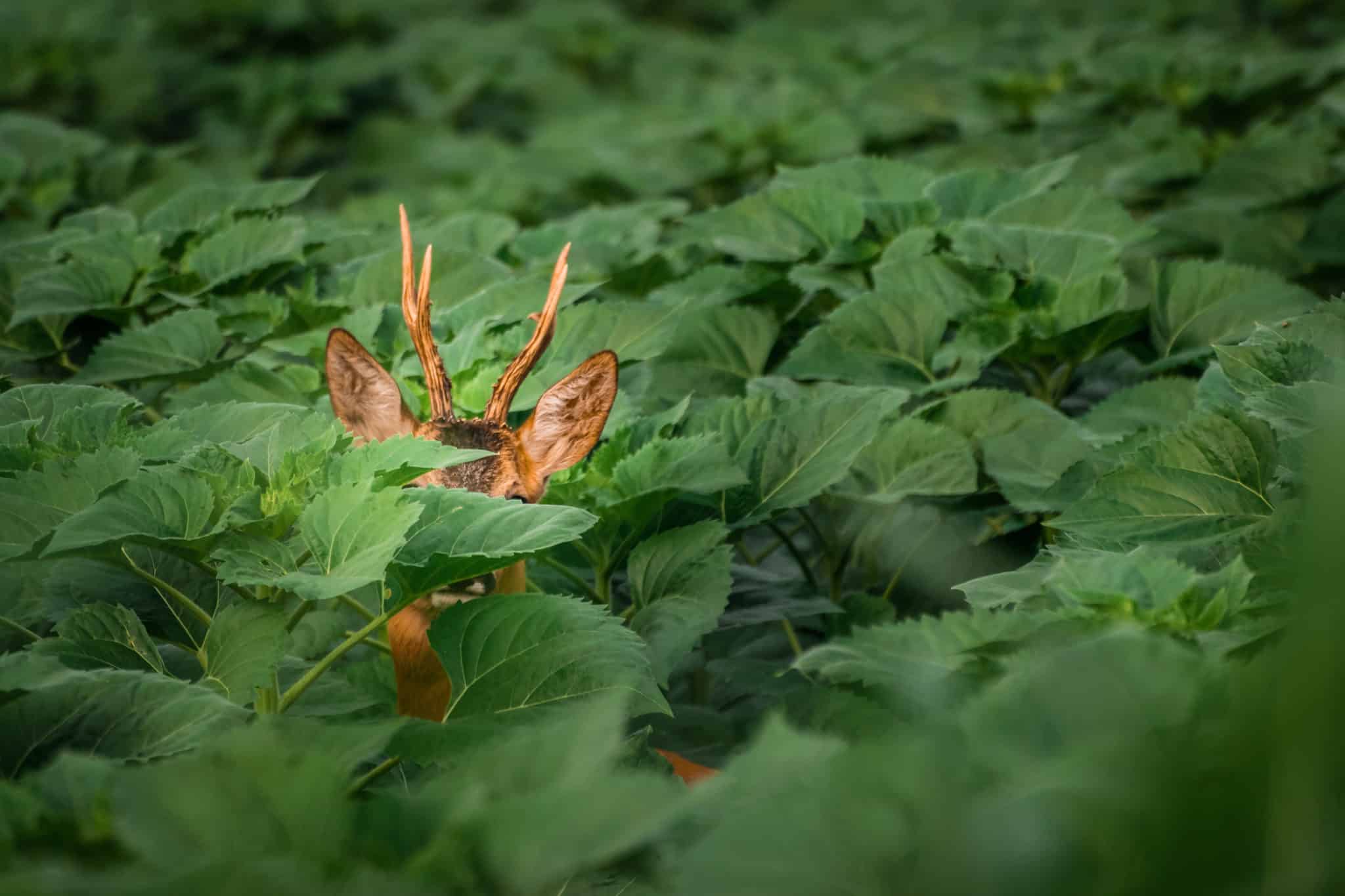 Do Deer Eat Sunflowers? - Keep Your Sunflowers Safe - Peak Yard
