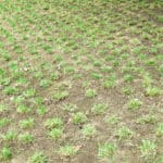 5 Best Sod Pluggers for 2021