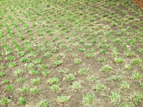 5 Best Sod Pluggers For 2020