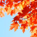 Are Maple Trees Evergreen?