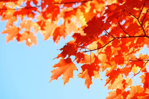 Are Maple Trees Evergreen?
