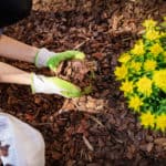 What Is The Purpose Of Mulch?