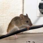 Does One Mouse Mean An Infestation?