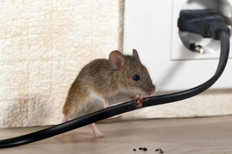 Does One Mouse Mean An Infestation Peak Yard